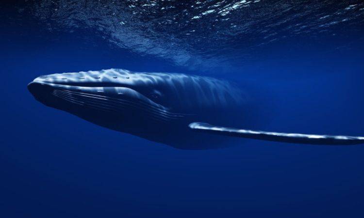 分析 | 哪些区块链项目的「海洋」中巨鲸最多最大？