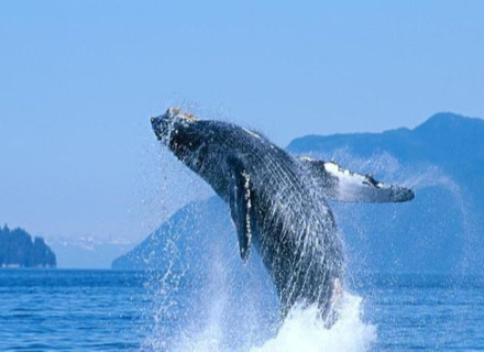 比特币鲸鱼全力购入价值1.08亿美金的比特币，S&P指数大涨