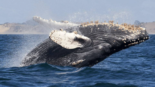 捕获DeFi巨鲸：五个月积聚净资产2.8亿美元